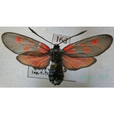 Zygaena meliloti Hübner, 1796 Czech16d